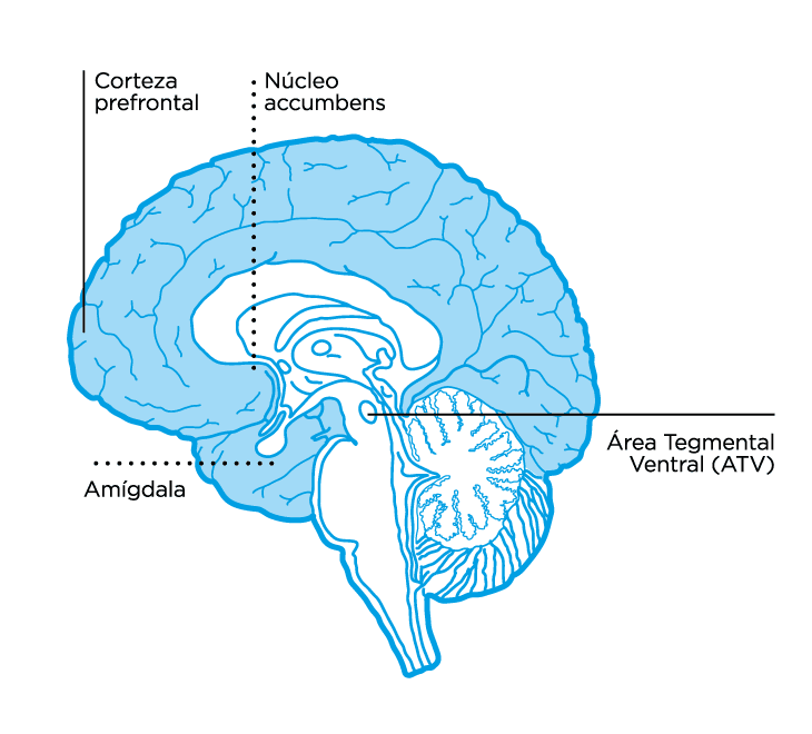 Cara interna de la porción superior del Sistema Nervioso Central